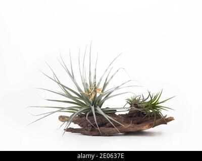 Tillandsia mini verde aria pianta casa giardino decorazione stile minimalista su sfondo di vernice bianca di legno Foto Stock