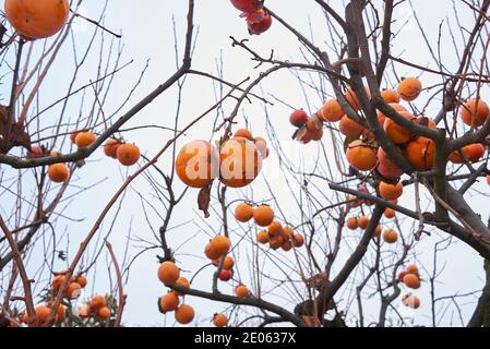 Diospyros kaki brach con frutta matura Foto Stock