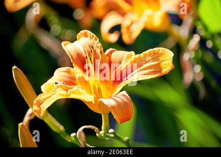 Petali e boccioli di giglio arancio vividi sullo sfondo verde e sfocato del giardino. Sfondo floreale con spazio per la copia di testo pubblicitario Foto Stock