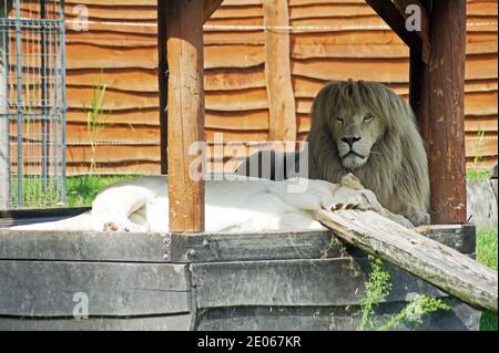 Leoni bianchi nel santuario degli animali. Lion è la guardia, qualcosa che non è accaduto spesso, perché soprattutto questo è il suo ruolo. Foto Stock