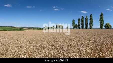 Campo di grano marrone maturo davanti ad una fila di alberi con pioppi Foto Stock