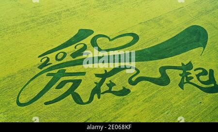 XI'ning. 23 luglio 2020. La foto aerea del 23 luglio 2020 mostra lo scenario dei campi di fiori di cole nella Contea Autonoma di Menyuan Hui, nella provincia Qinghai della Cina nord-occidentale. La provincia ha visto oltre 32 milioni di arrivi turistici e le sue entrate turistiche sono state più di 28 miliardi di yuan (circa 4.3 miliardi di dollari) da gennaio a novembre nel 2020. Credit: WU Gang/Xinhua/Alamy Live News Foto Stock