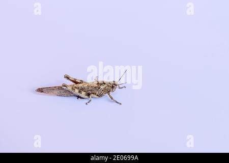 Una cavalletta è isolata su uno sfondo bianco Foto Stock
