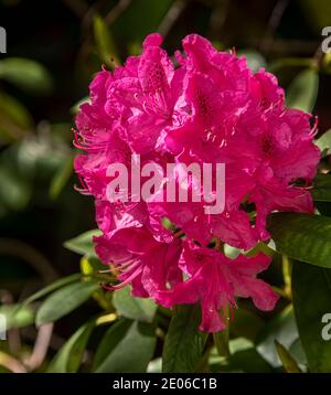 Pianta fiorente rosa rododendro dai colori vivaci Foto Stock