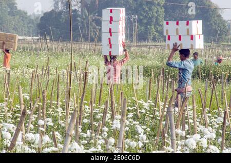 Dopo aver raccolto i fiori in un campo di fiori di crisantemo nella parte rurale di Midnapore, le scatole sono state sequestrate e inviate in vari stati dell'india. Foto Stock