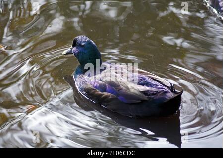 Moscovy anatra famale Foto Stock