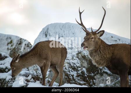 Glencoe, Scozia, Regno Unito. 30 dicembre 2020. Nella foto: Stag a Glencoe con la famosa montagna Buachaille Etive Mòr come sfondo. Da quando la Scozia è stata messa nella fase 4 di blocco, la gente sta uscendo per sfamare i cervi che vagano selvaggi nel glen, tentando la mandria di cervi giù dal suolo più alto. Credit: Colin Fisher/Alamy Live News Foto Stock