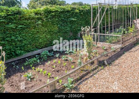 Ortaggi coltivati in un letto vegetale in un giardino di campagna. Foto Stock