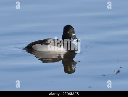 Anatra maschio a collo circolare (Aythya collaris), Glenn County California Foto Stock