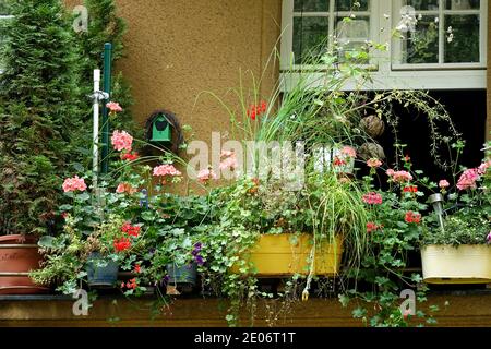 Piante balcone giardino Balcony vasi piante che crescono in vasi, contenitori Fiori piante da giardinaggio balcone container Germania Berlino balcone Giardino Foto Stock