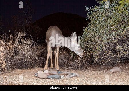 Bue Eyed Mule Deer Foto Stock