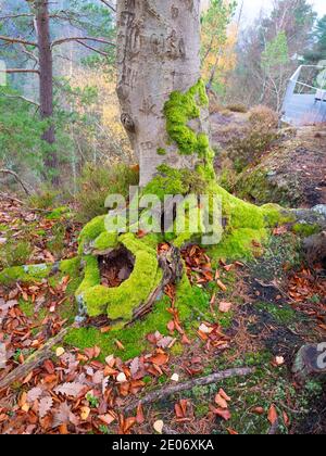 Vecchio ceppo con muschio verde spesso nella foresta autunnale. Il terreno forestale con muschio coperto radici e foglie di rosso arancio. Foto Stock