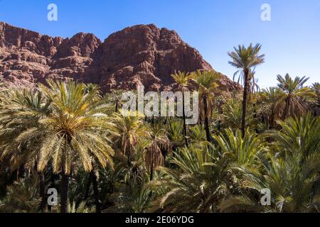 Alto Atlante, Marocco. 23 febbraio 2020. Palme dell'oasi ai piedi di una montagna desertica. Valle di Dadès 23 febbraio 2020 a Haut Atlas, Marocco. Foto Stock