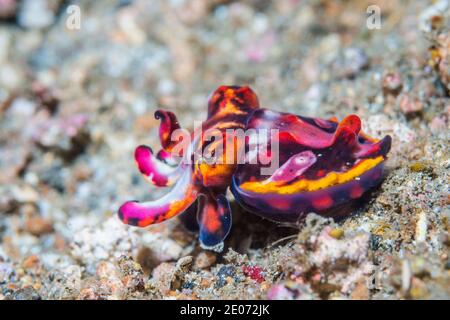 Pfeffer's flamboyant seppie [Metasepia pfefferi] giovani. Lembeh Strait, Sulawesi del Nord, Indonesia. Foto Stock