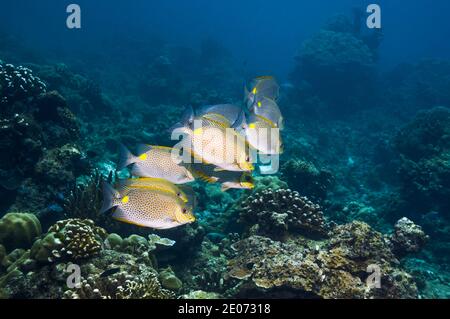 Pesce coniglio dorato [Siganus guttatus]. Mare delle Andamane, Thailandia. Foto Stock