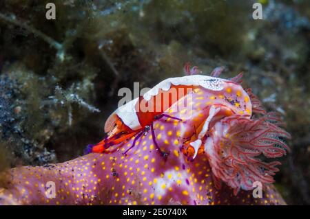 Scampi dell'imperatore [Periclemenes imperator] su un nudiranch [Ceratosoma sp.] Lembeh Strait, Sulawesi del Nord, Indonesia. Foto Stock