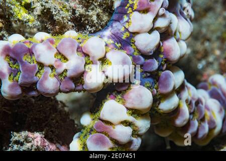 Warty Sea star [Echinaster callosus] primo piano. Lembeh Strait, Sulawesi del Nord, Indonesia. Foto Stock