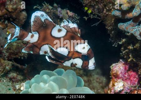 Harlequin dolcetti [Plectorhinchus chaetodonoides] giovani. Lembeh Strait, Sulawesi del Nord, Indonesia. Foto Stock