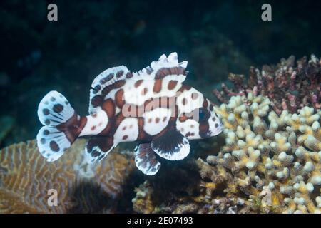 Harlequin Sweetlips [Plectorhinchus chaetodonoides] giovani. Lembeh Strait, Sulawesi del Nord, Indonesia. Foto Stock