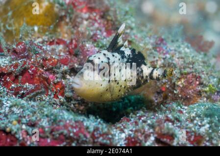 Titano Triggerfish giovanile [Balistoides viridesens]. Stretto di Lembeh, Sulawesi del Nord, Indonesia. Foto Stock