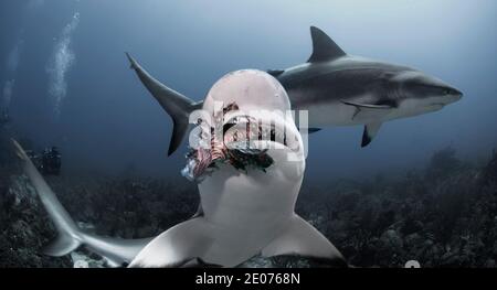 Primo piano dello squalo caraibico (Carcharhinus perezi) Mangiare un leone rosso (Pterois volitans) Foto Stock