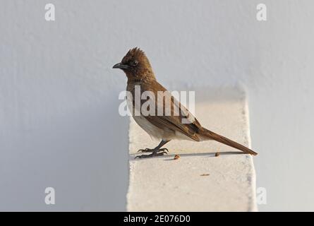 Bulbul comune (Pycnonotus barbatus barbatus) Adulto appollaiato sulla parete della casa Marocco Maggio Foto Stock