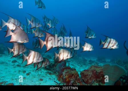 Lo spiedo Atlantico (Chaetodipterus faber), Roatan, Bay Islands, Honduras, Caraibi Foto Stock