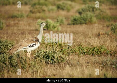 Kori bustard uno del più grande di volo di uccello, fotografato nella savana della Namibia Foto Stock