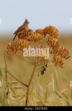 Lark crestato (Galerida cristata kleinschmidti) adulto arroccato sulla testa di seme Sidi Bettache, Marocco Aprile Foto Stock