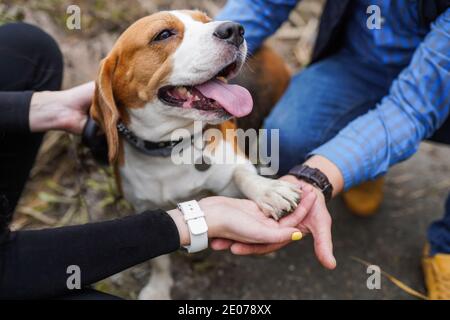 Amicizia tra l'uomo e il cane beagle - scuotendo la mano e. paw Foto Stock