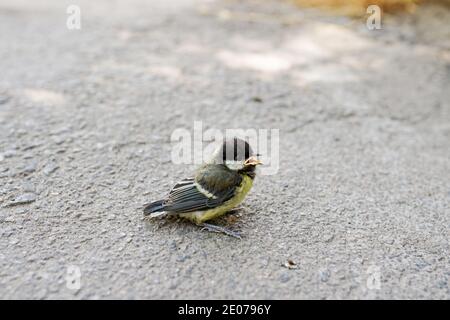 Piccolo grazioso uccello, bellissimo uccello. Chiudere fino a bird Foto Stock