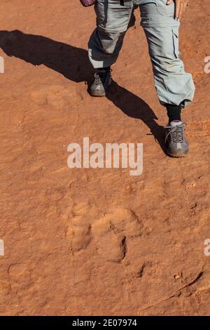 Trackway di un dinosauro Dilophosaurus che mangia carne, theropod bipedale che pesava fino a 1,000 libbre, nel sito dei dinosauri della Warner Valley di BLM vicino a St. Foto Stock