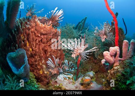 Molti leonfish (volitans di Pterois) e spugna di barile gigante (Xestospongia muta), Roatan, isole della baia, Honduras, Caraibi Foto Stock