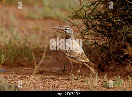 Grande Hoopoe-lark (Alaemon alaudipes alaudipes) adulto in piedi sulla terra Marocco Aprile Foto Stock