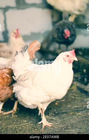polpette di pollo alla fattoria nel villaggio Foto Stock