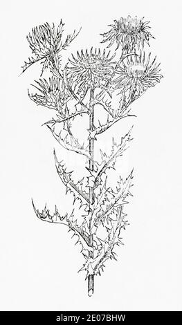 Antica illustrazione botanica incisione di Carline Thistle / Carlina vulgaris. Pianta di erbe medicinali tradizionali. Vedere Note Foto Stock