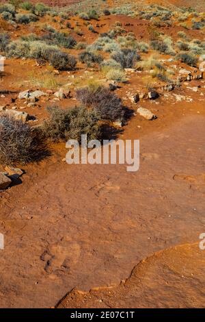 Trackway di un dinosauro Dilophosaurus che mangia carne, theropod bipedale che pesava fino a 1,000 libbre, nel sito dei dinosauri della Warner Valley di BLM vicino a St. Foto Stock