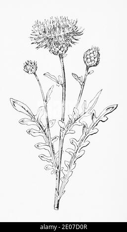 Vecchia illustrazione botanica incisione di grande Knapweed / Centaurea scabiosa. Pianta di erbe medicinali tradizionali. Vedere Note Foto Stock