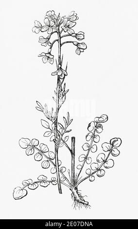 Antica illustrazione botanica incisione di Cuckooflower / Ladys Smock, Cardamine pratensis. Pianta di erbe medicinali tradizionali. Vedere Note Foto Stock