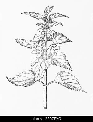 Vecchia illustrazione botanica incisione di White Dead Nettle / album Lamium. Pianta di erbe medicinali tradizionali. Vedere Note Foto Stock