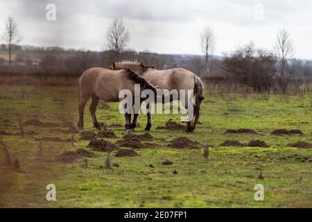 Konik allevare cavalli al pascolo durante il tramonto nel parco naturale Eijsder Beemden (eijsder Beemden inglese) Lungo il fiume Mosa come parte di un naturale Foto Stock