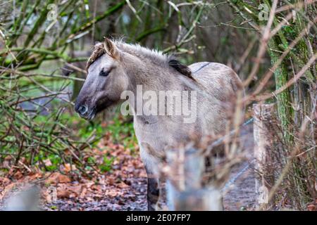 Konik allevare cavalli al pascolo durante il tramonto nel parco naturale Eijsder Beemden (eijsder Beemden inglese) Lungo il fiume Mosa come parte di un naturale Foto Stock