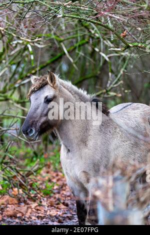 Konik allevare cavalli al pascolo durante il tramonto nel parco naturale Eijsder Beemden (eijsder Beemden inglese) Lungo il fiume Mosa come parte di un naturale Foto Stock