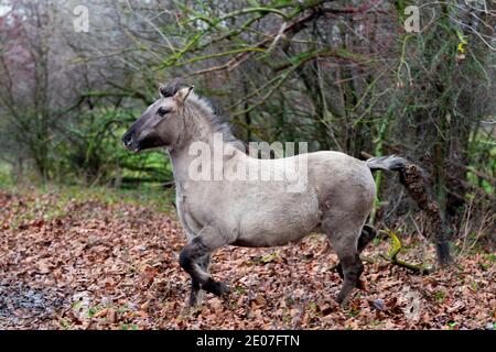 Konik allevare cavalli al pascolo durante il tramonto nel parco naturale Eijsder Beemden (eijsder Beemden inglese) Lungo il fiume Mosa come parte di un naturale Foto Stock