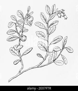 Antica illustrazione botanica incisione di bacca di mucca, mirtillo rosso, mirtillo / Vaccinium vitis-idaea. Pianta medicinale tradizionale. Vedere Note Foto Stock