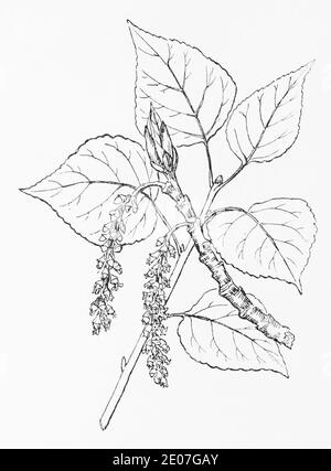 Antica illustrazione botanica incisione di Pioppo Nero / Populus nigra. Pianta di erbe medicinali tradizionali. Vedere Note Foto Stock