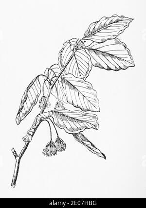 Antica illustrazione botanica incisione di Faggio / Fagus sylvatica. Noci commestibili. Pianta di erbe medicinali tradizionali. Vedere Note Foto Stock