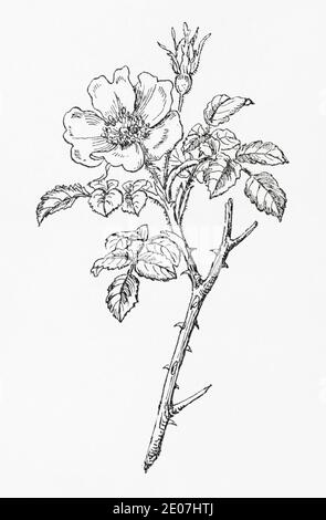 Antica illustrazione botanica incisione di Downy Rose / Rosa tomentosa. Vedere Note Foto Stock