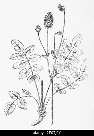 Antica illustrazione botanica incisione del grande Burnett / Sanguisorba officinalis, Poterium officinale. Pianta di erbe medicinali tradizionali. Vedere Note Foto Stock