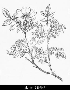 Antica illustrazione botanica incisione di cane Rosa / Rosa canina. Pianta di erbe medicinali tradizionali. Vedere Note Foto Stock